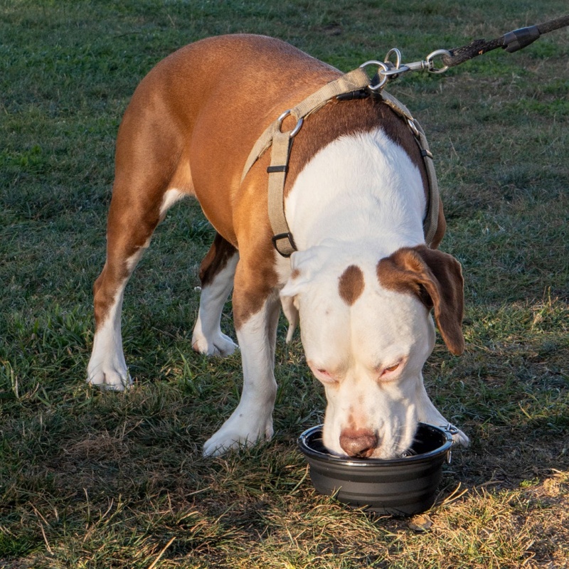 Other Thrasher Magazine Thrasher Dog Bowl Negros | WFC-529136
